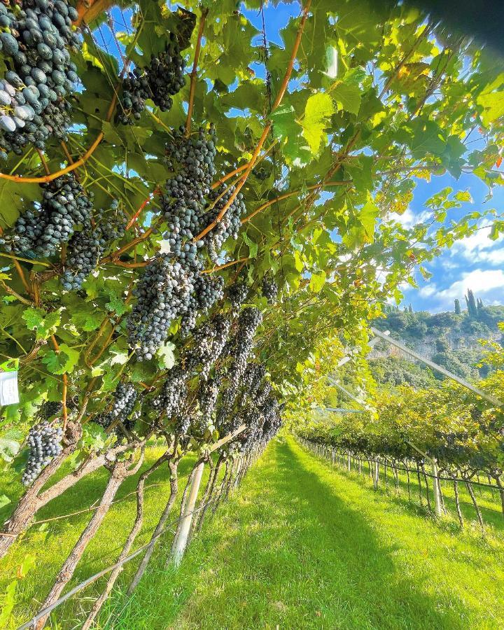 Appartamento Lucia Torbole Sul Garda Eksteriør billede